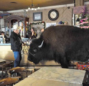 buffalopetinhouse