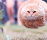 fastcat