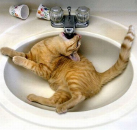 lazycat