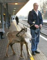 manwithdeerontrainstation