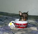tinydogincup
